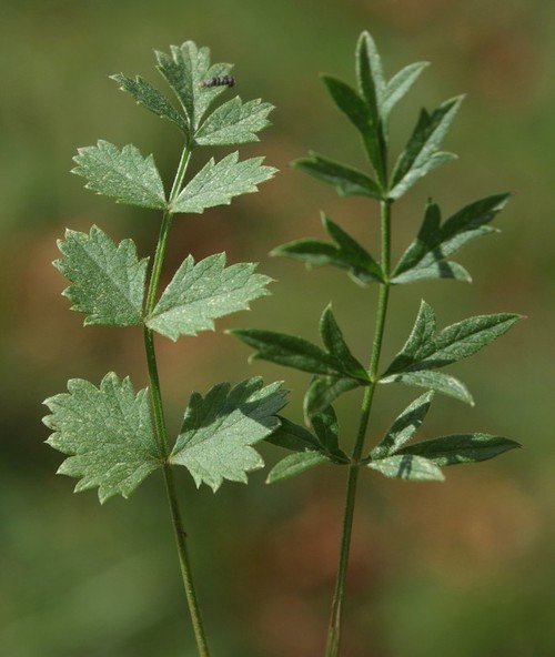 feuilles basales et caulinaires
