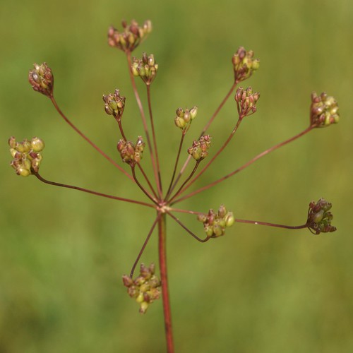 fruit