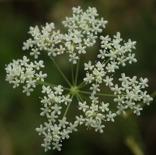 inflorescence