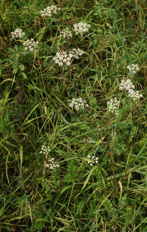 Plante entière