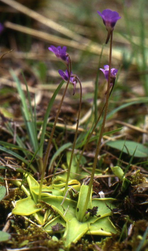 Pinguicula vulgaris