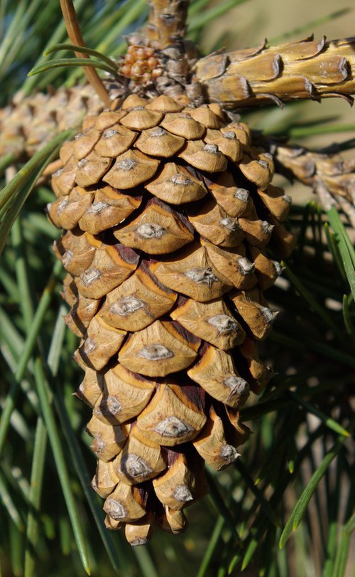 cone âgé