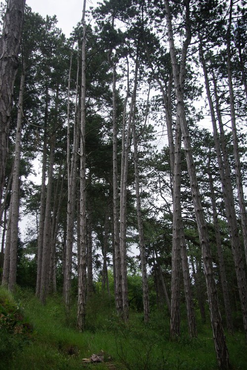 Plante entière