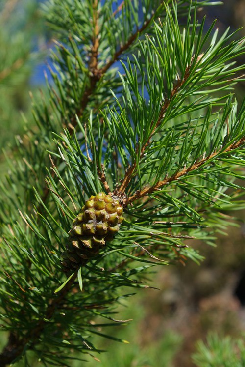 feuille
