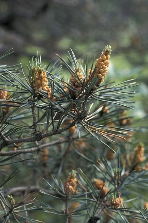 inflorescence