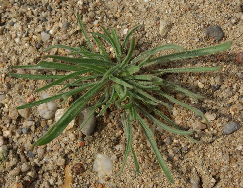 feuille basale