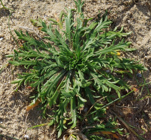 feuille