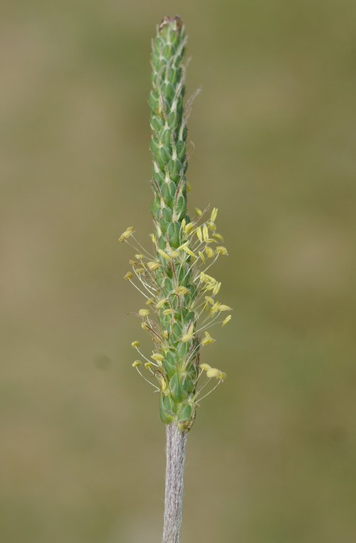 inflorescence