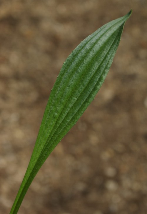 détail feuille