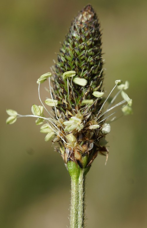 détail inflorescence