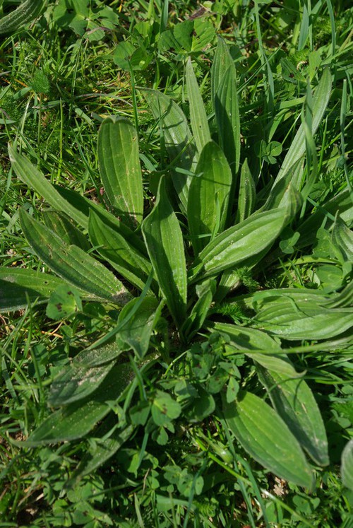 feuille