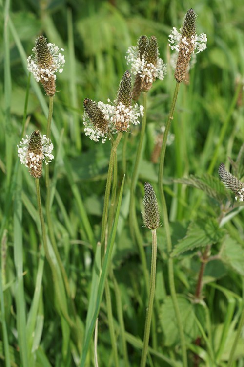 inflorescence