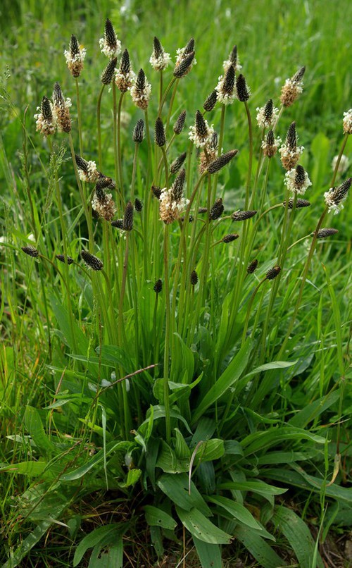 Plante entière