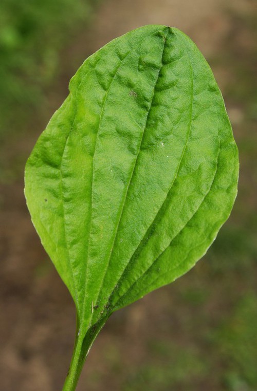détail feuille
