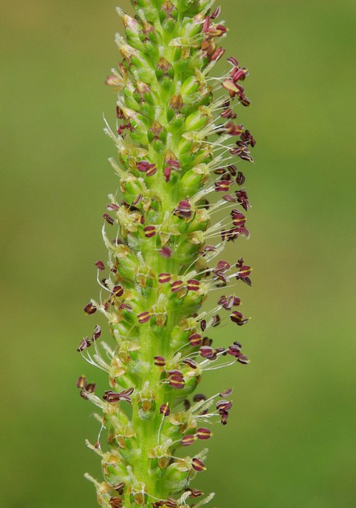 inflorescence