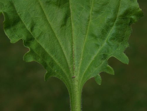 détail feuille
