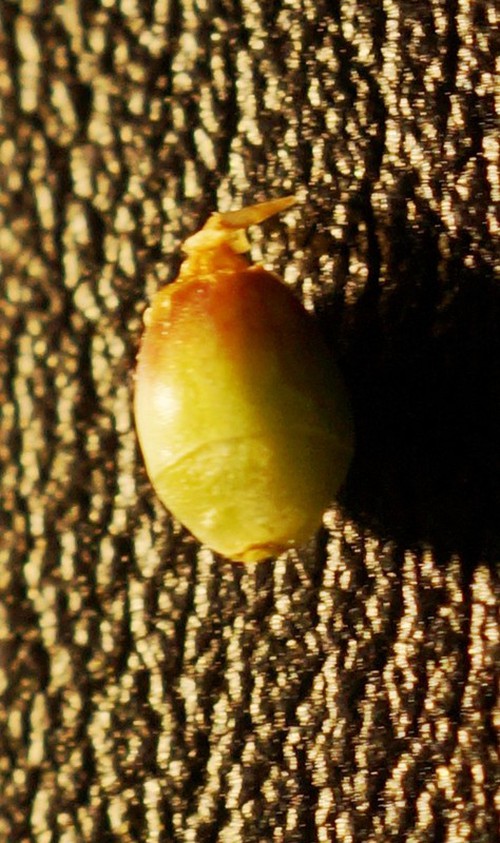 détail fruit