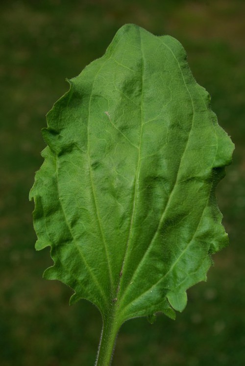 feuille