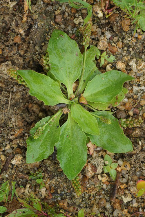 Plante entière
