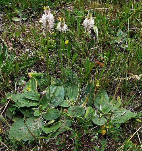 Plante entière