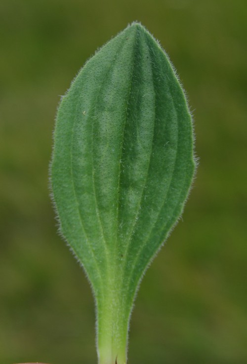 détail feuille