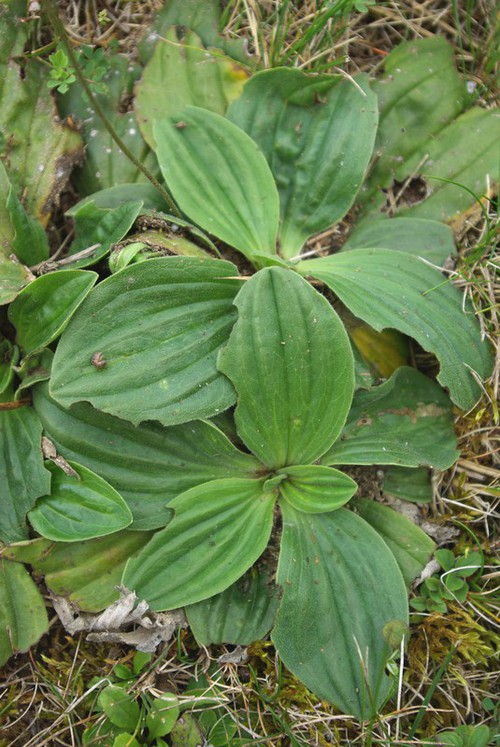 feuille