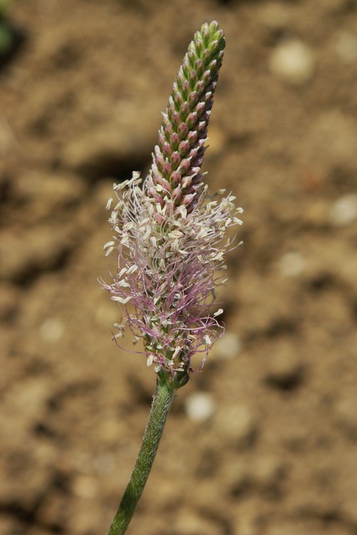 inflorescence