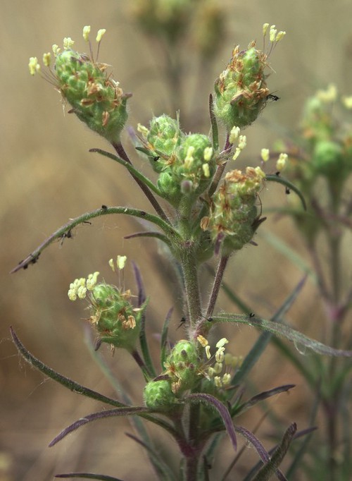 inflorescence