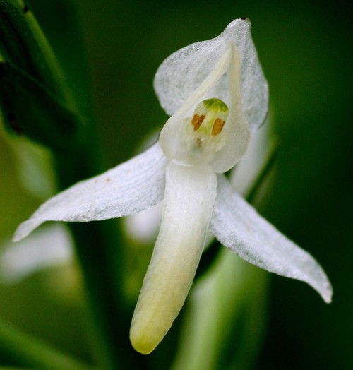 détail fleur