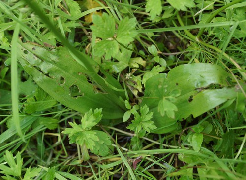 feuille