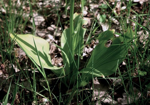 feuille