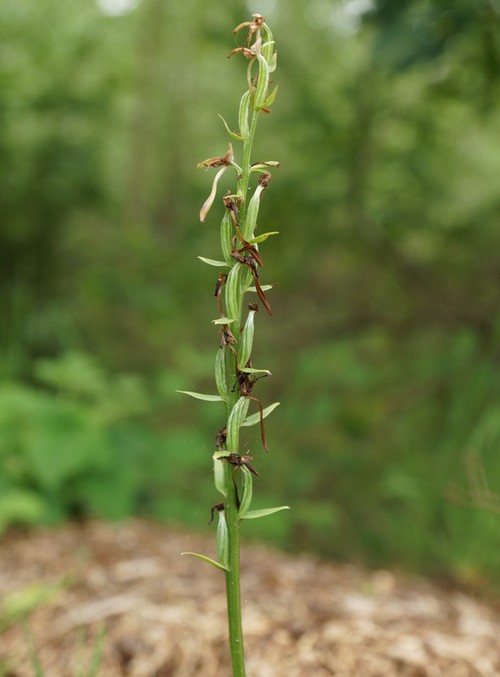 fruit