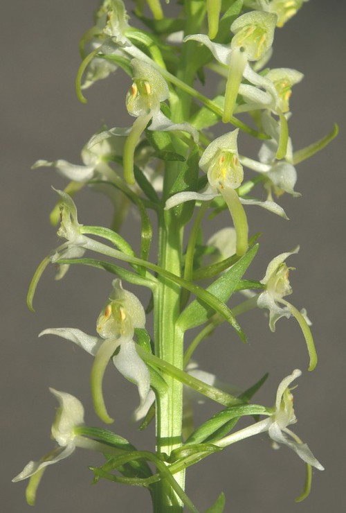 inflorescence