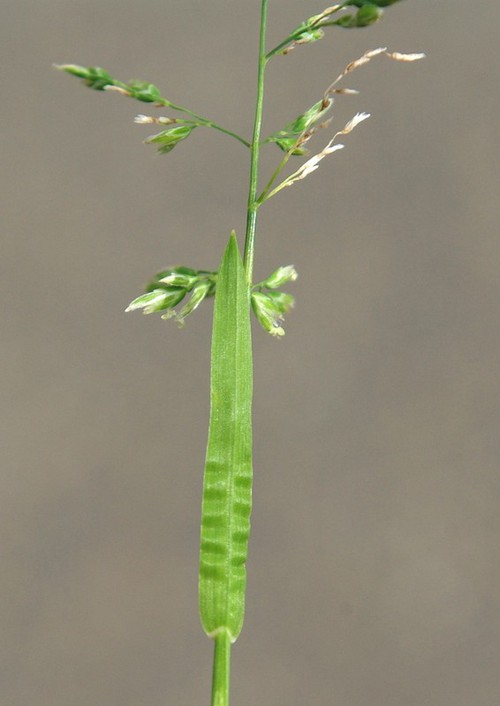 détail feuille
