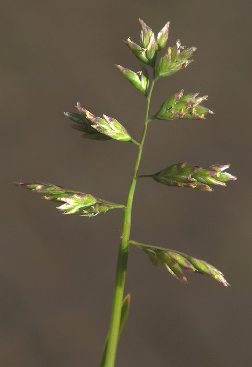 détail fleur