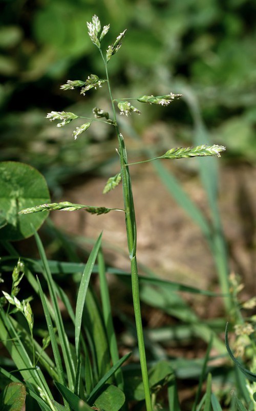 inflorescence