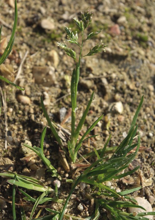 Plante entière
