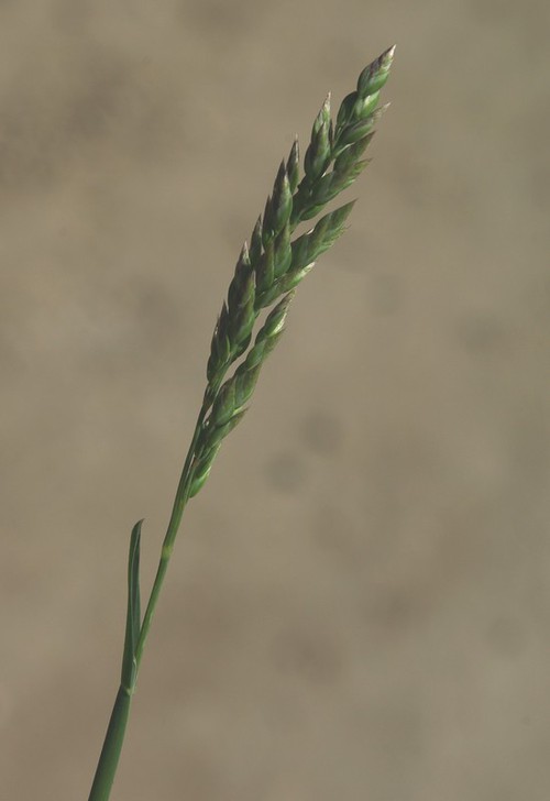 inflorescence