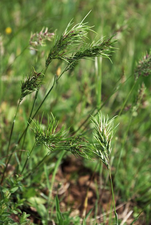 détail inflorescence