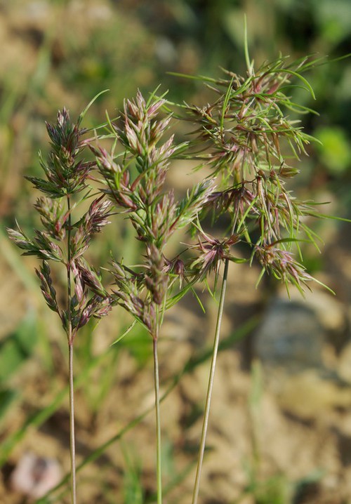 inflorescence