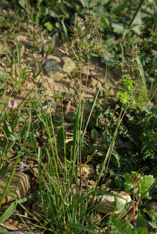 Plante entière