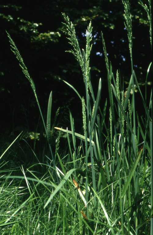 Plante entière