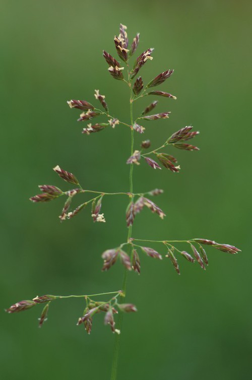 détail fleur