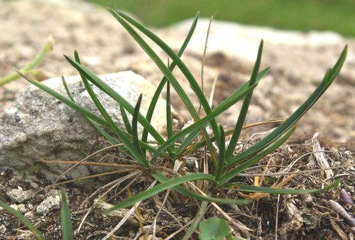 feuille
