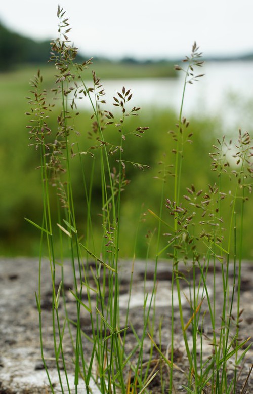 inflorescence