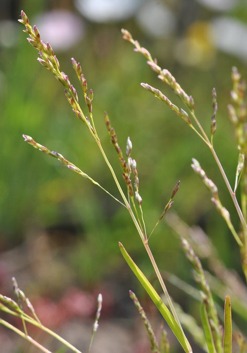 inflorescence