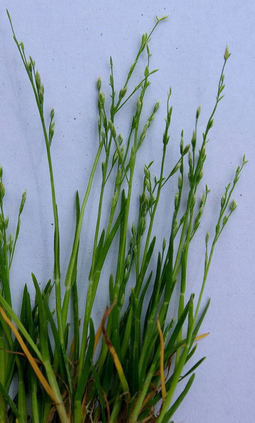 Plante entière