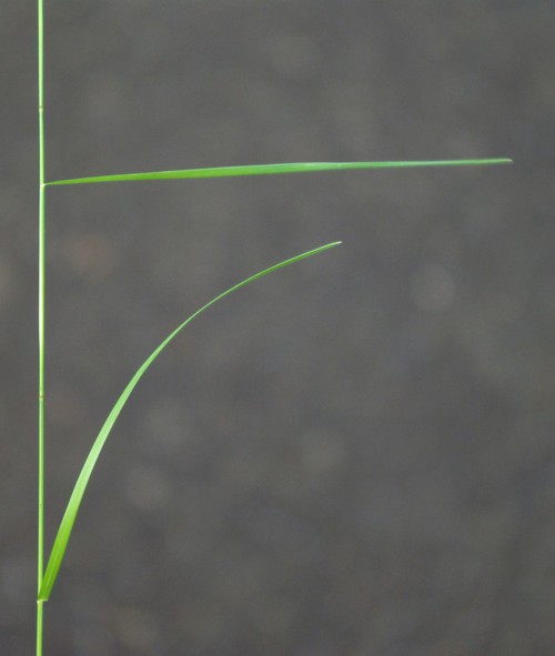 feuille