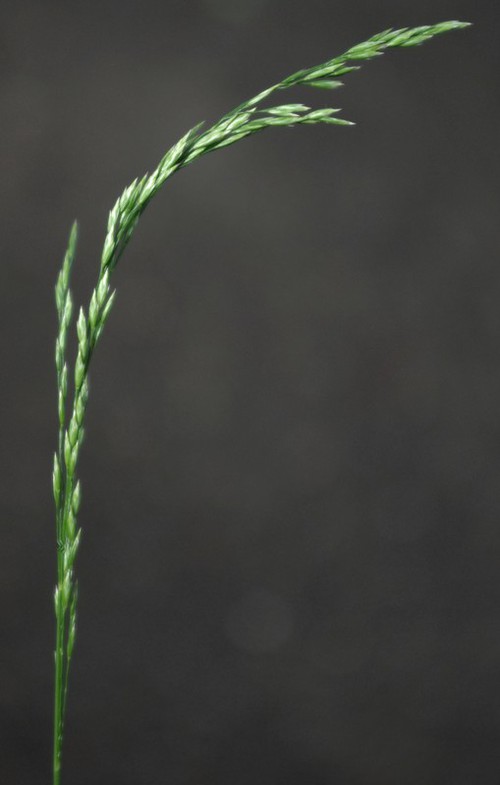 inflorescence