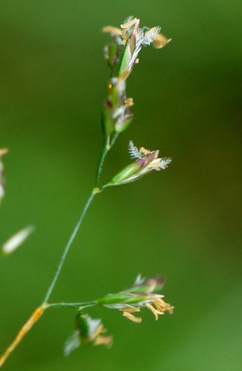 détail fleur